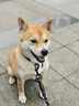 索米拉（Suomila）狗狗绳子牵引绳加长加粗反光小中大型犬宠物用品狗链子1.5m 黑色 实拍图
