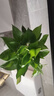 九千谷绿萝盆栽室内阳台绿植花卉净化空气植物盆景白盆6盆源头直发 实拍图