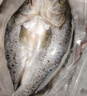 仙泉湖三去白蕉海鲈鱼1斤/条净膛冷冻刺少肉厚珠海特产500g生鲜食材 实拍图