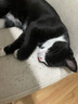 licheers猫包外出大号宠物背包便携太空舱猫笼狗袋双肩透气大容量猫咪书包 实拍图