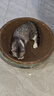 疯狂的主人猫抓板窝特大号猫玩具猫爪板猫抓盆不掉屑猫窝椭圆形瓦楞纸 实拍图