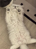 麦德氏IN-KAT猫咪0乳糖羊奶粉200g成幼猫羊奶粉猫咪99%钙乳源速溶不凝块 实拍图