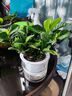 绿有意栀子花盆栽花卉植物室内带花苞阳台驱蚊小绿植树苗四季开花好养活 栀子花期带花苞【90#早安盆】送肥 含盆 实拍图