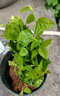 开时果 茉莉花盆栽浓香型 桌面绿植物阳台花卉树苗盆景摆件源头直发包邮 精品茉莉花5-10株【加仑盆】 实拍图