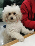 朗亲狗粮10斤装泰迪比熊金毛成犬幼犬通用型狗干粮5kg 实拍图