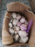 山东金乡蒜大蒜出口标准精选大蒜头蔬菜调料单果5cm 出口标准网兜装箱 2274g 5-5.5cm特大 实拍图