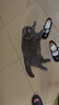 领先三文鱼主食猫条14g*15条成幼猫罐头全价猫粮湿粮零食营养补水 实拍图