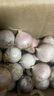 志褚独头蒜大蒜头 2024云南大理紫皮独蒜 精品新鲜现挖湿蒜 2斤装【中果2.5-3.0cm】 实拍图