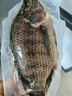 翔泰海南三去罗非鱼/海南鲷1400g/共4条免处理 生鲜鱼类 海鲜水产  实拍图