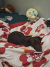 网易严选天成狗粮无谷牛肉鸡肉冻干三拼犬粮 10kg/20斤 实拍图