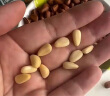 三只松鼠松子仁100g/罐 东北松子每日坚果果仁炒货休闲零食原味去壳非油炸 实拍图
