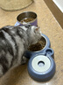 甜浪海猫碗双碗自动喂食器不锈钢狗盆幼猫吃饭喝水防打翻饮水机宠物食盆 实拍图