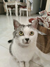 HELLOJOY猫咪指甲剪专用小盲剪狗狗指甲钳小猫指甲钳圆孔新手防抓防咬 实拍图