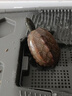 Barbarous Growth乌龟缸带晒台生态循环缸乌龟冬眠箱家用养龟专用箱养龟盆白特大号 实拍图