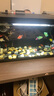 米家（MIJIA）智能生态鱼缸定时喂食智能鱼缸+画法几何增氧泵套装 实拍图