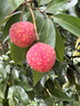 好来（DARLIE）(原黑人)茶倍健龙井绿茶牙膏清新口气改善口腔问题190g新旧包装 实拍图