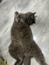 Orijen渴望猫粮 成猫幼猫干粮 全价通用无谷原味鸡肉进口5.4kg效期25/12 实拍图