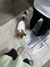 鲜京采 原装进口厄瓜多尔白虾 去冰净重3.3斤 大号50-60规格 82-99只/盒 实拍图