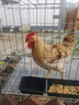 憨憨宠 鸡笼子 家用芦丁鸡养殖笼带粪盘特大号可折叠加密鸡舍鸭笼子 86*61*71cm配顶部雨罩+喂食槽+托盘+脚垫（家禽8只） 实拍图