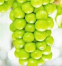 佳沛（zespri）新西兰 阳光金奇异果12粒礼盒特大果单果约122-146g 猕猴桃 水果 实拍图
