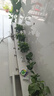 双盟绿萝盆栽除甲醛花卉绿植办公室新房净化空气 120款10盆源头直发 实拍图
