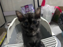 汪野君养猫新手套装猫砂盆铲喂食喂水器绒布猫窝猫砂用品组合基础四件套 实拍图