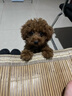 伯纳天纯狗粮经典 泰迪贵宾成犬幼犬通用犬粮1.5kg/3斤 实拍图