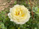 维达（Vinda）有芯卷纸 蓝色经典4层160克*27卷 厚韧耐用 卫生纸卷筒纸纸巾整箱 实拍图