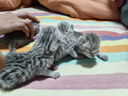 Orijen渴望猫粮 成猫幼猫干粮 六种鱼肉无谷全价通用进口5.4kg效期26/5 实拍图