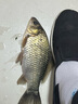钩尖江湖水果诱惑夏季新品果味饵料通杀一包搞定鲤鲫草水果饵料全能鱼饵料 艰苦奋斗也要钓鱼-水果诱惑260g 实拍图