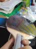 蝴蝶（BUTTERFLY）乒乓球拍成品拍单拍初学4星 TBC-301直拍/短手柄（双面反胶） 实拍图