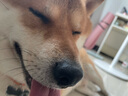 麦富迪 宠物狗狗零食 成犬幼犬训狗奖励鸭肉干400g 实拍图