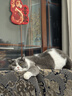 网易严选全价猫粮宠物主粮幼猫成猫全价猫粮 深海鱼虾口味1.8kg 实拍图