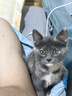 N1 爱宠爱猫4合1混合猫砂 植物原味豆腐木薯膨润土混合猫砂不易粘底2.3kg 实拍图