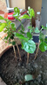 茉莉花苗盆栽带花苞九里香老桩花卉植物室内浓香四季开花好养 大份茉莉花【4-6颗】花苞饱满 实拍图