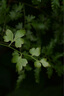 腾龙（Tamron）官方旗舰店90mm F/2.8全画幅微距定焦镜头 E卡口/Z卡口 人像微单镜头全画幅拍昆虫花草珠宝 牙医 尼康Z卡口 官方标配【送腾龙UV滤镜+64G卡+清洁套装】 实拍图