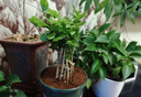 开时果 茉莉花盆栽浓香型 桌面绿植物阳台花卉树苗盆景摆件源头直发包邮 精品茉莉花3-6株【加仑盆】 实拍图