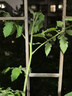原起点辣椒苗朝天椒秧苗杭椒螺丝椒线椒牛角尖二荆条四季阳台蔬菜苗种子 【1棵】线椒苗 实拍图