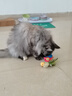 贵为（GiGwi）炫律发声猫玩具小猫幼猫自嗨解闷逗磨牙耐咬猫咪玩具逗猫棒红鹦鹉 实拍图