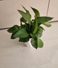 双盟绿萝盆栽除甲醛花卉绿植办公室新房净化空气180加仑2盆装源头直发 实拍图