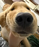 艾尔（Aier）狗粮 蛋黄奶糕幼犬粮 低敏全犬种通用狗粮小型犬 20斤 实拍图