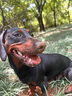 Orijen渴望狗粮 六种鱼 幼犬成犬全价鱼肉美毛进口犬粮11.4kg效期26/3 实拍图