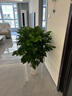爱优尚幸福树盆栽客厅室内大型绿植办公室乔迁新家绿宝净化空气源头直发 实拍图