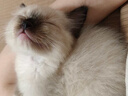 LEGENDSANDY蓝氏全价猫粮成猫幼猫生骨肉冻干粮 猎鸟乳鸽500g 实拍图