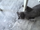 卫仕猫用A2亲和配方羊奶粉200g小猫宠物新生猫羊奶粉营养速补帮助成长宠物营养品猫咪羊奶粉 实拍图