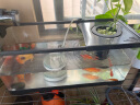 阔庭（KUOTING）鱼缸水族箱生态桌面鱼缸新款懒人鱼缸过滤制氧一体机黑色【大号】 实拍图