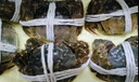 【活蟹】阳澄联合大闸蟹 鲜活六月黄2.8-3.1两 8只螃蟹去绳足重海鲜礼盒装源头直发 实拍图