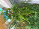 开时果 文竹盆栽桌面摆件盆景 办公室植物竹子水培绿植盆景源头直发包邮 舍得紫砂盆+苔藓+底托 实拍图