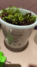 德沃多肥料勿忘我种子DIY儿童趣味种植盆栽套装学生植物观察杯六一儿童节 晒单实拍图
