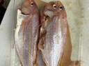 海钓红衫鱼 新鲜速冻金线鱼 潮汕海鲜冷冻水产品金丝红衫鱼红三鱼 一斤4-5条（去肚前500g) 实拍图